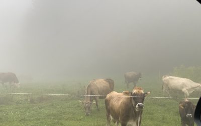 Učenci obiskali ekokmetijo